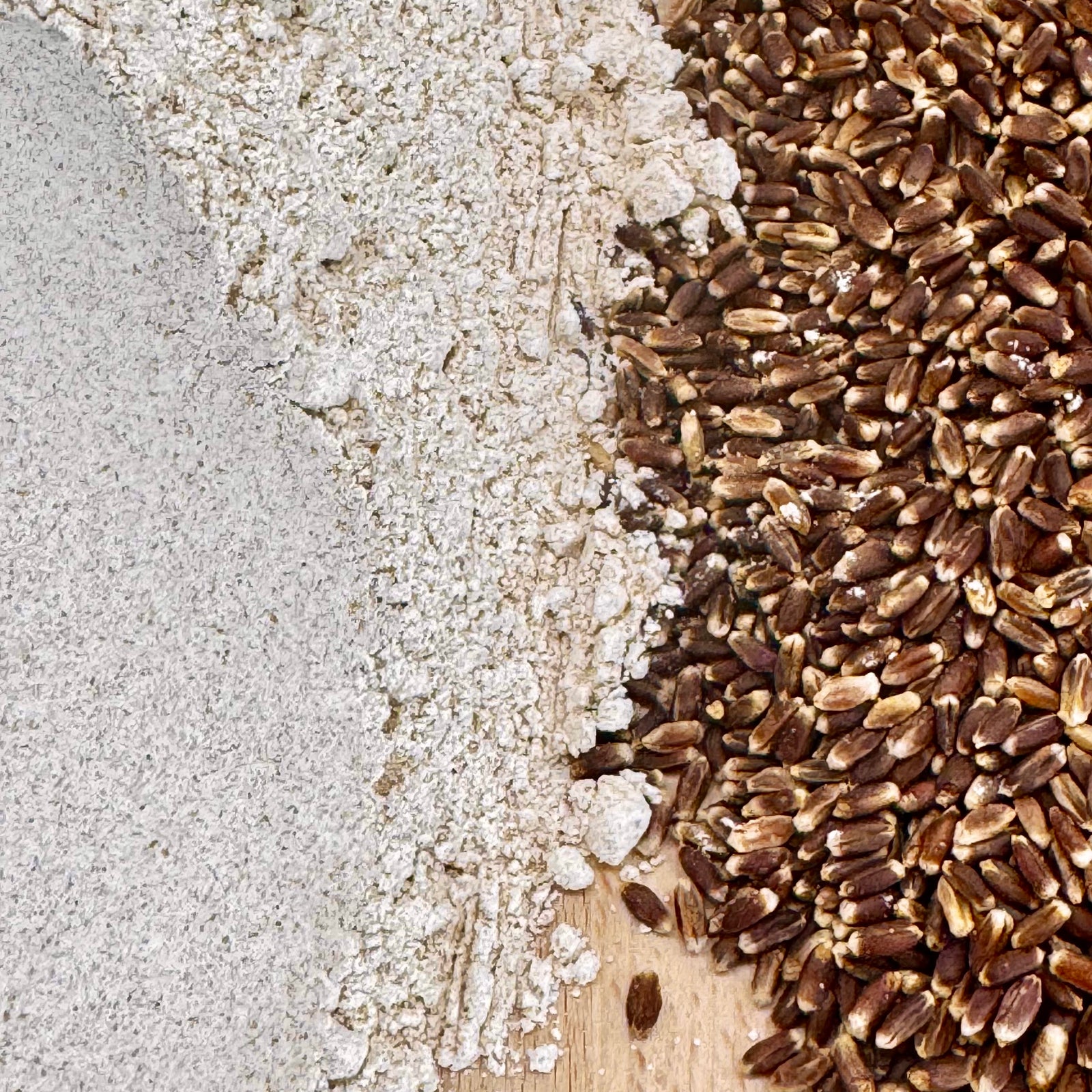 New! Heartwell Purple Wheat (certified organic)