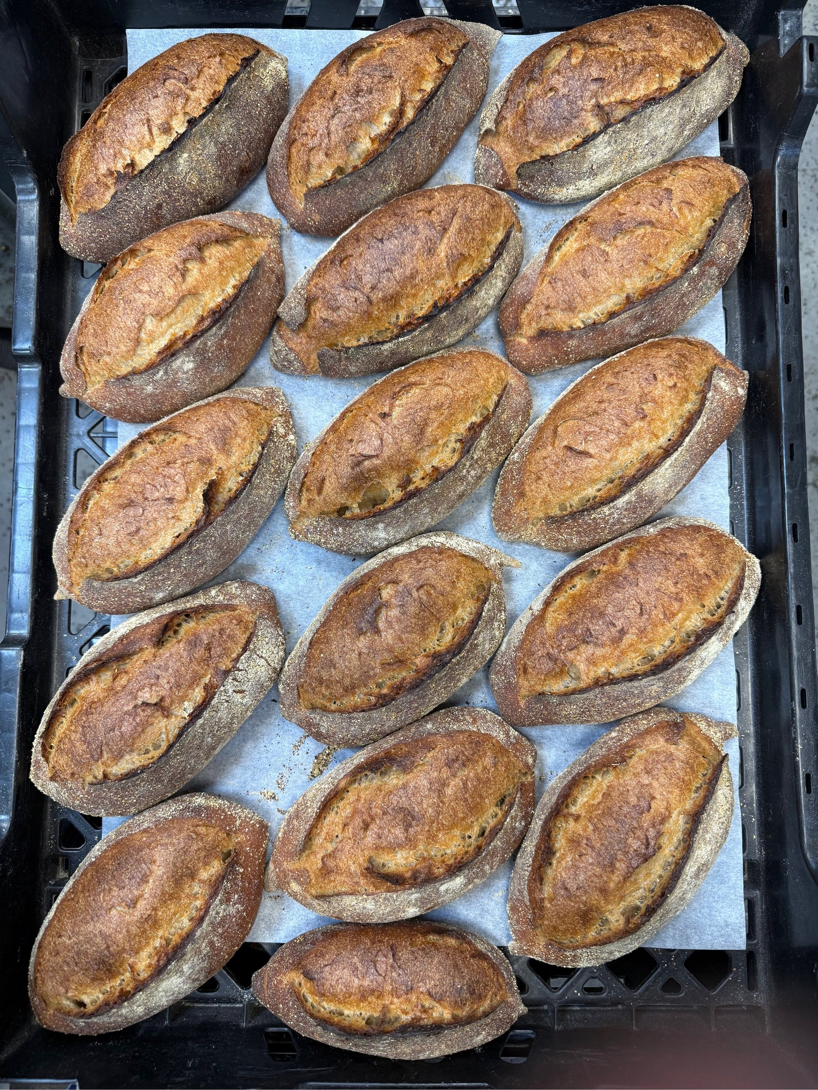 APRIL 12, 2026: Sourdough Birotes