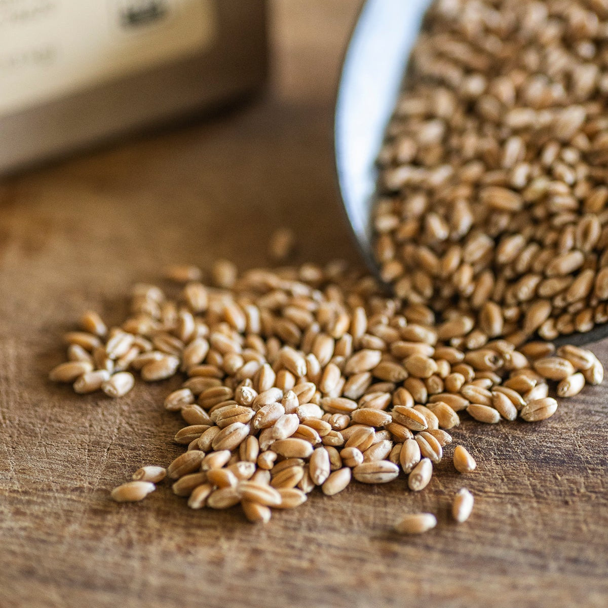 Marquis Wheat Berries (certified organic)