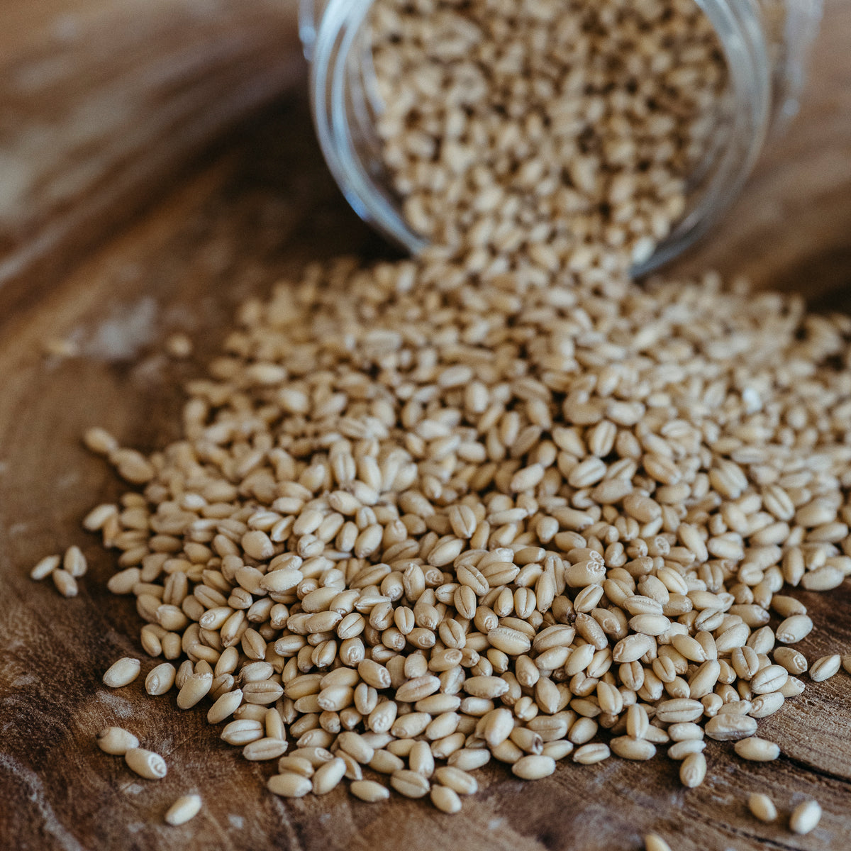 Mediterranean wheat Berries (certified organic)