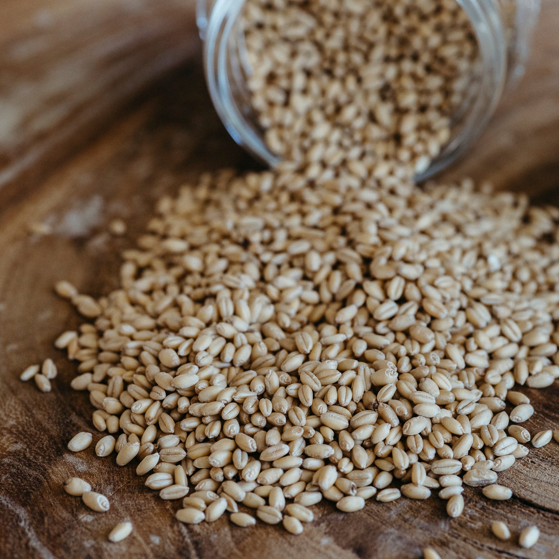 Mediterranean wheat Berries (certified organic)