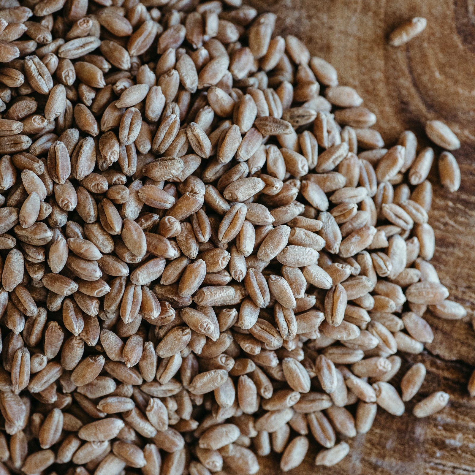 Butler&rsquo;s Gold Wheat Berries (certified organic) - Barton Springs Mill