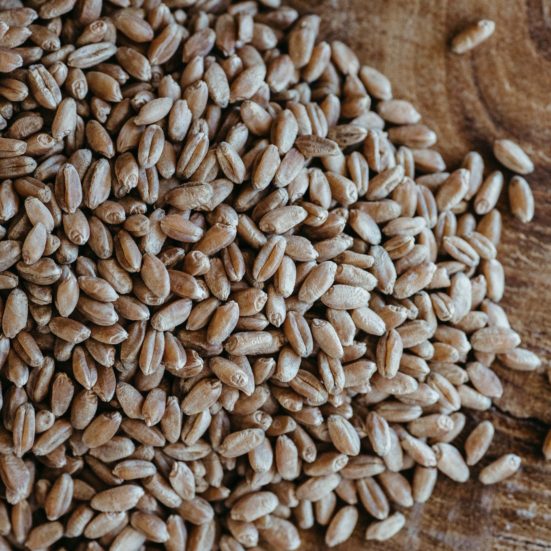 wheat berry seeds for planting Butler's Gold Wheat Berries (certified organic) 5 lb / Whole Berries (unmilled)
