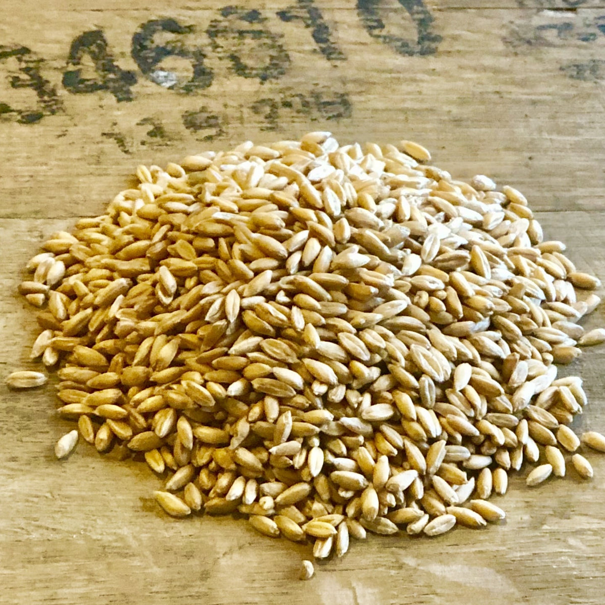 Stardust Wheat Berries (certified organic)