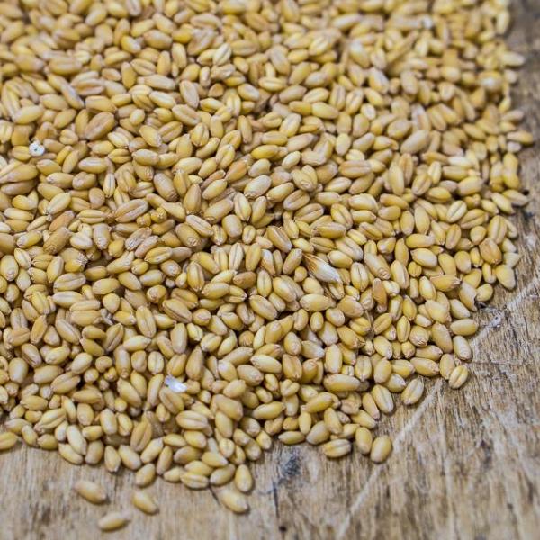 Sonora wheat for sale in Texas on a wooden board