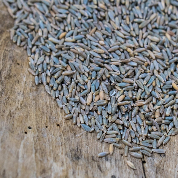 rosen rye seeds Danko Rye Berries (certified organic)