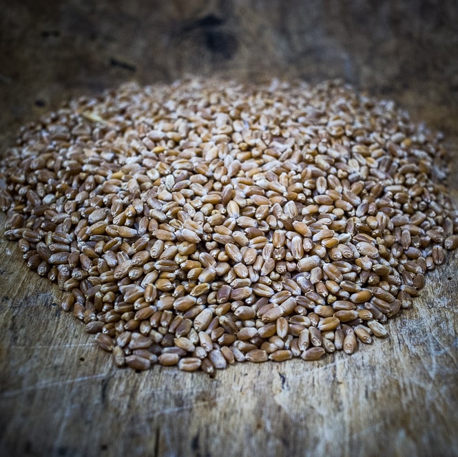 Rouge de Bordeaux Wheat Berries (certified organic)