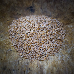 Tam 105 wheat for sale in Texas