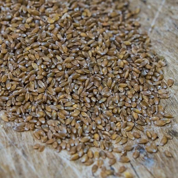 Yecora Rojo Wheat Berries (certified organic) Barton Springs Mill