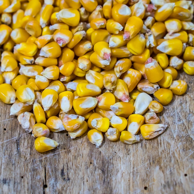 Whole Corn Kernels (certified organic) - Barton Springs Mill